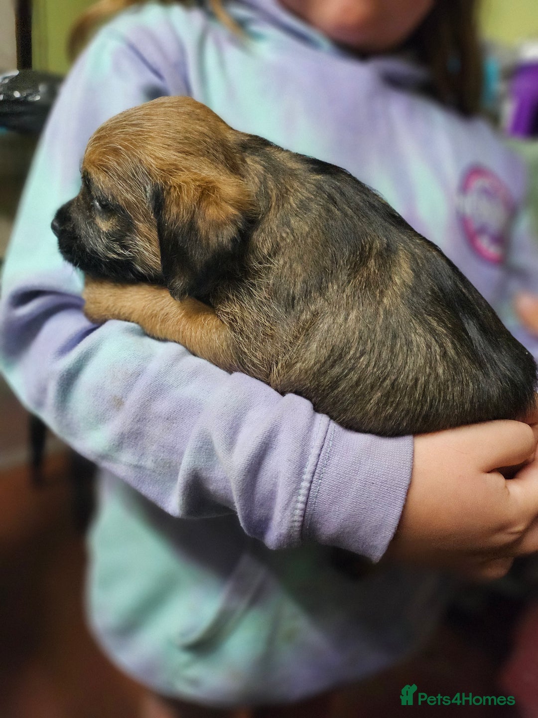 Border Terrier dogs for sale: Border terrier puppies - Image 6