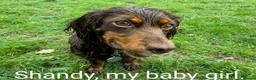 Cocker Spaniel dogs for sale: Stunning Gold Cocker Spaniel (one available) - Advert 2