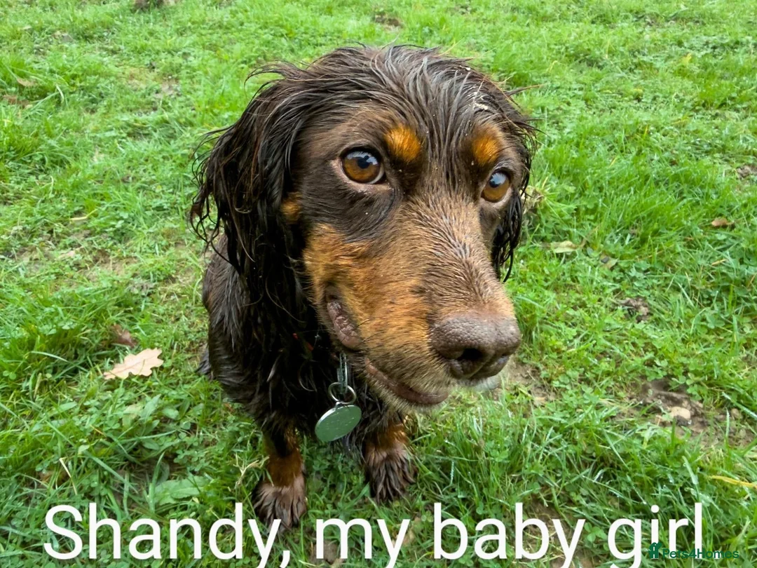 Cocker Spaniel dogs for sale: Stunning Gold Cocker Spaniel (one available) - Advert 2