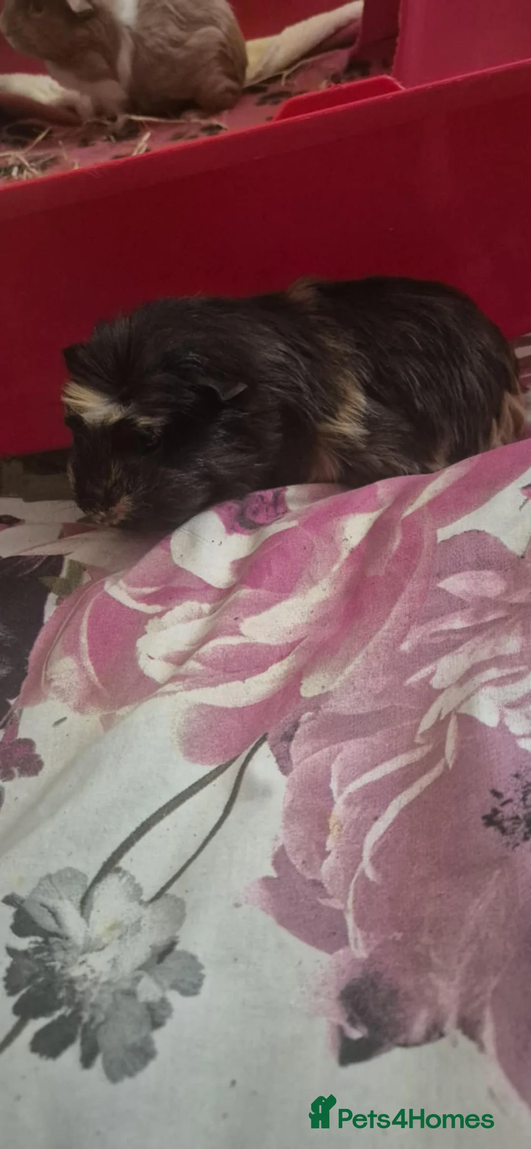 Guinea Pig rodents for sale: Flake and Kinder Bueno - Advert 5