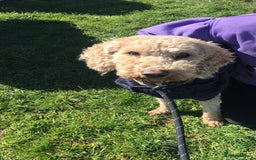 Cavapoo dogs for sale: Cavapoo Puppies for Sale - Image 7
