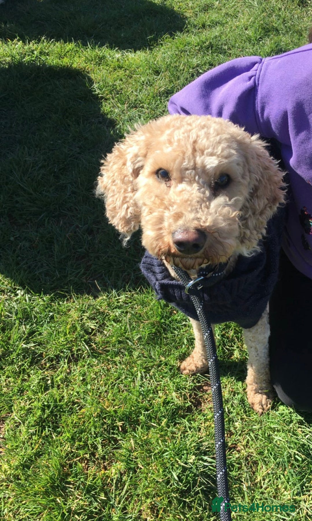 Cavapoo dogs for sale: Cavapoo Puppies for Sale - Image 7