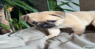 Mixed Breed dogs - Advert 5