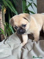 Mixed Breed dogs - Advert 10