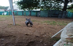 French Bulldog dogs for adoption: Meet BONNIE - a Lovely Girl, for a Loving Home - Image 22