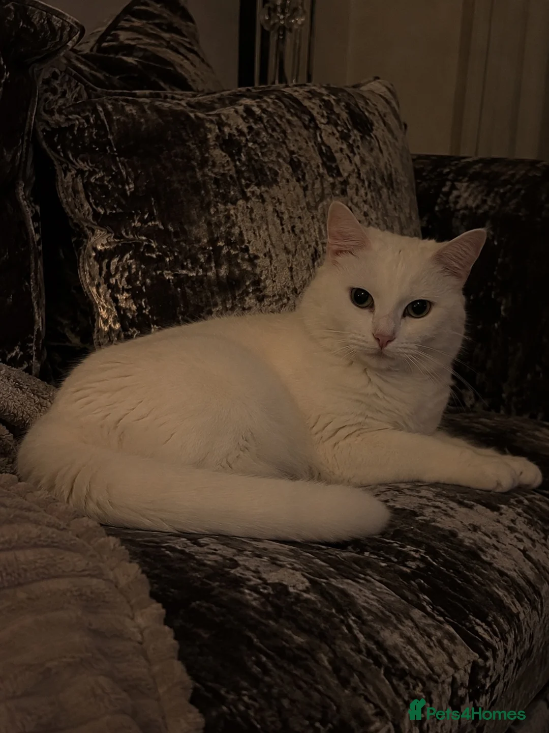 Mixed Breed cats for sale: ✨🐾Gorgeous Persian cross Kittens for sale in Southampton - Advert 7