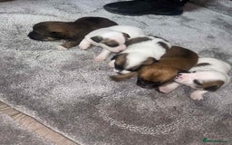 Mixed Breed dogs for sale: Chihuahua and Jack Russell mix puppies - Image 6