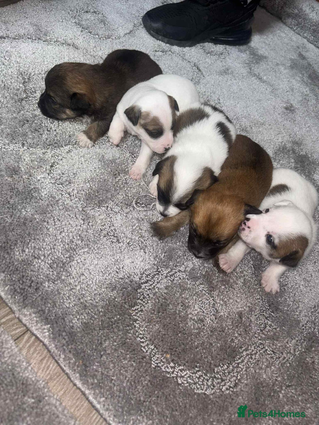 Mixed Breed dogs for sale: Chihuahua and Jack Russell mix puppies - Image 6