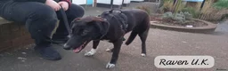 Mixed Breed dogs for adoption: Raven, 1.5 yrs approx. Is ADOPTED - Advert 26
