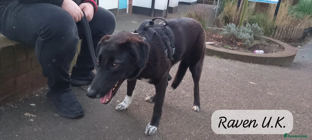 Mixed Breed dogs for adoption: Raven, 1.5 yrs approx. Is ADOPTED - Advert 26