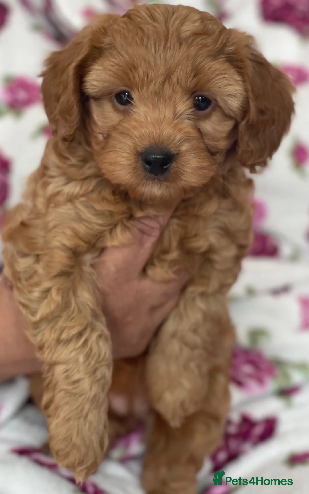 Cavapoo dogs for sale: ⭐️Top Quality Health Tested Toy Cavapoo Puppies⭐️ - Advert 2