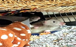 Rat rodents for sale: Rats  - Image 3