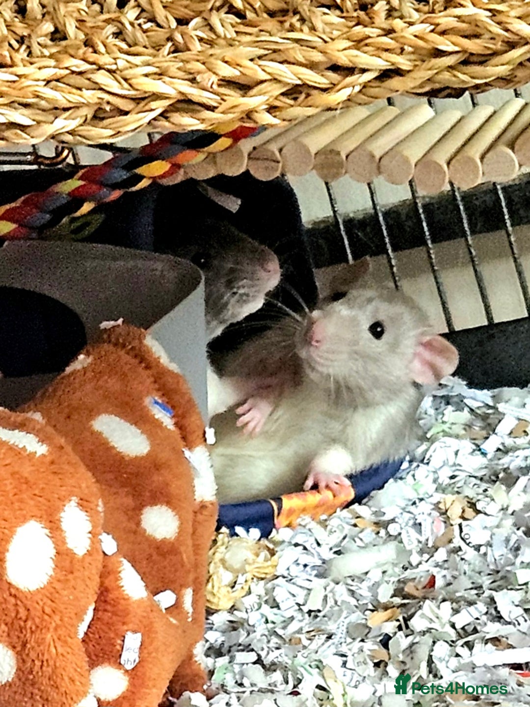 Rat rodents for sale: Rats  - Image 3