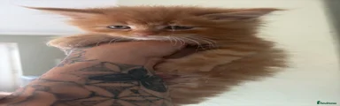 Maine Coon 3