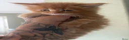 Maine Coon cats for sale: ONLY 3 BOYS REMAIN mainecoon kittens  - Advert 11