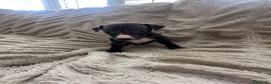 Whippet Puppy 2