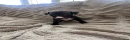 Whippet dogs for sale: Beautiful Whippet Puppies  - Advert 11