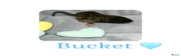 Rat rodents for sale: Baby Dumbo Rats  - Advert 20