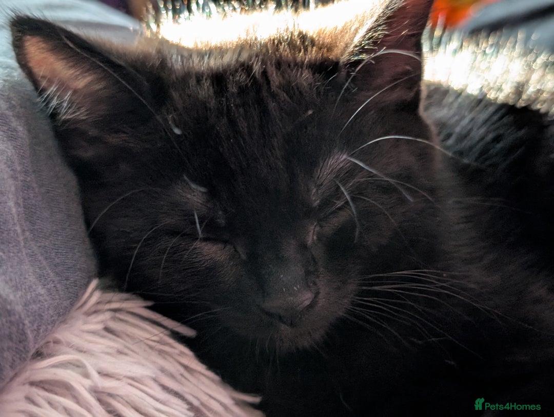 Bombay cats for sale: Black Bombay Male Kitten - Image 2