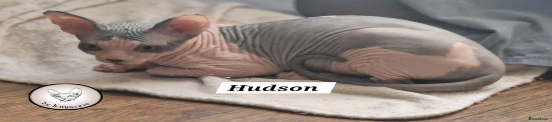 Hudson 