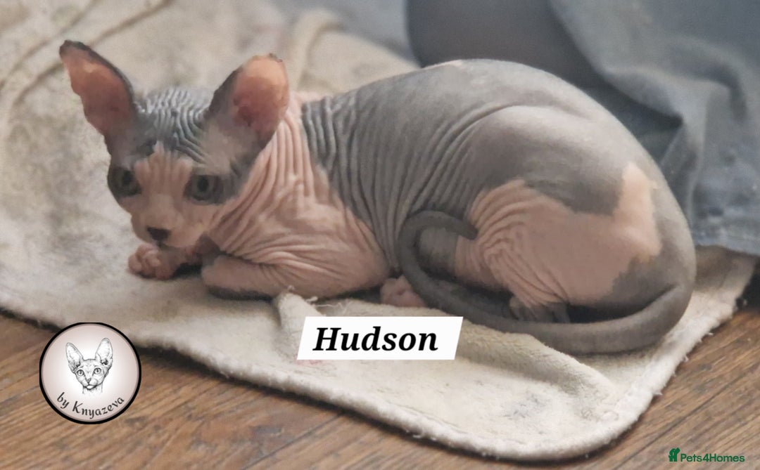 Sphynx cats for sale: ❤️ beautiful Canadian Sphynx ❤️ - Image 25