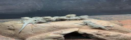 Bearded Dragon reptiles for sale: Baby Bearded Dragons for sale  - Advert 2