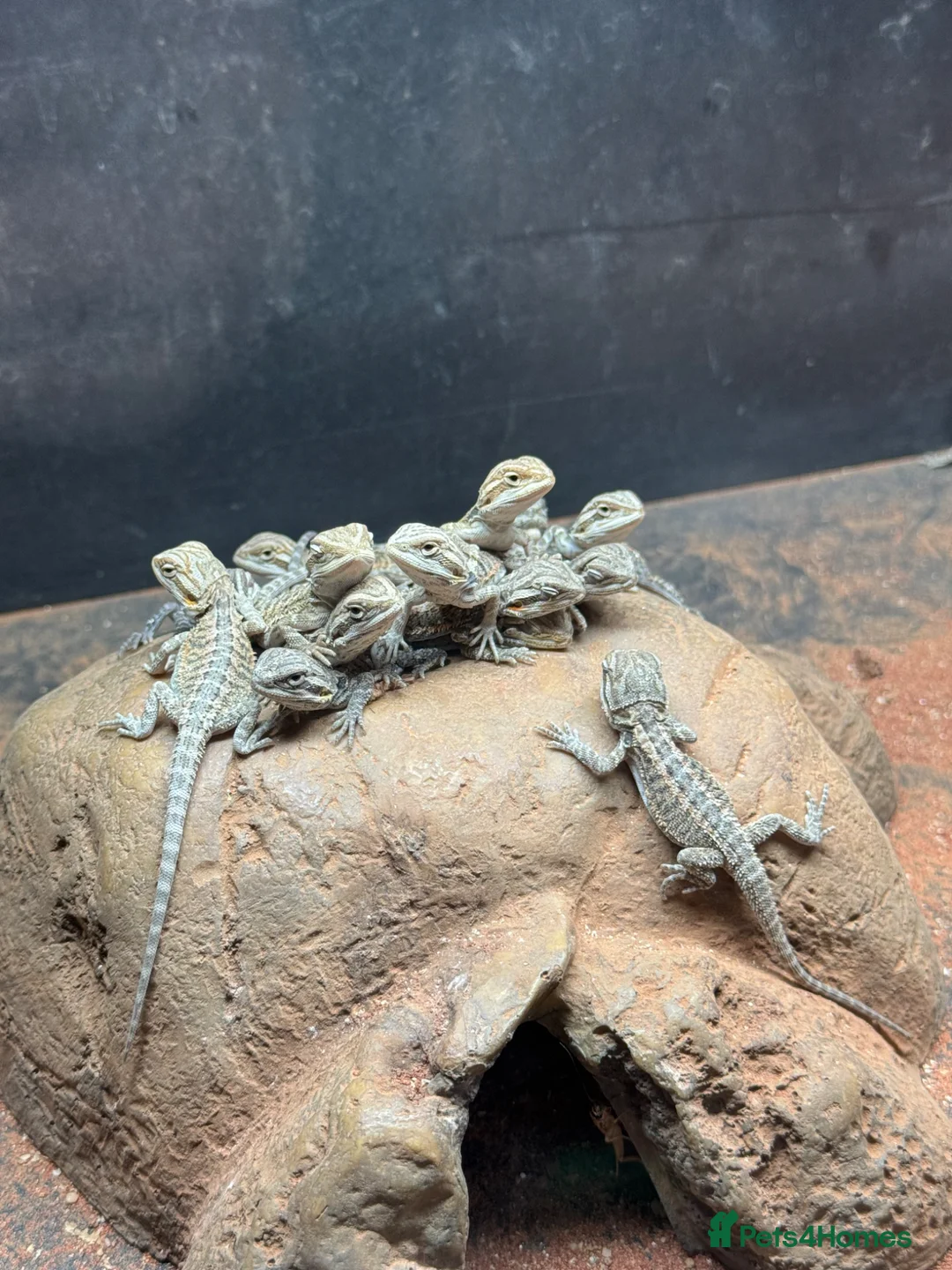 Bearded Dragon reptiles for sale: Baby Bearded Dragons for sale  - Advert 2