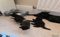 Domestic Shorthair cats for sale: Adorable black/brown kittens 13 weeks ready now - Image 11
