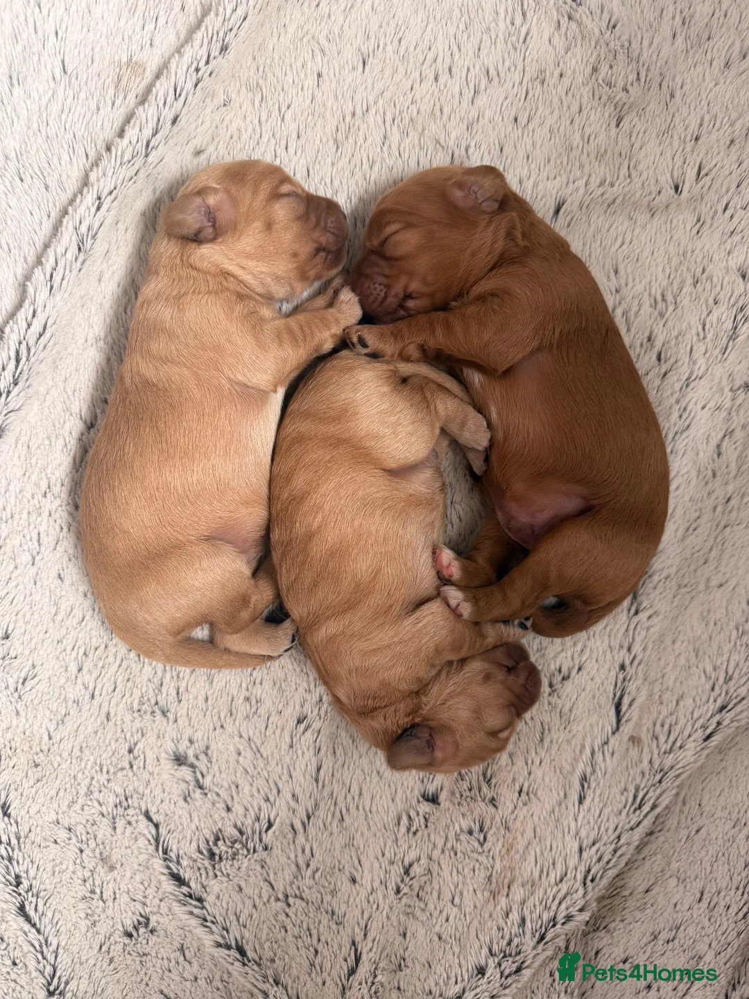 Mixed Breed dogs for sale: Cavapoo x cockapoo  - Advert 2