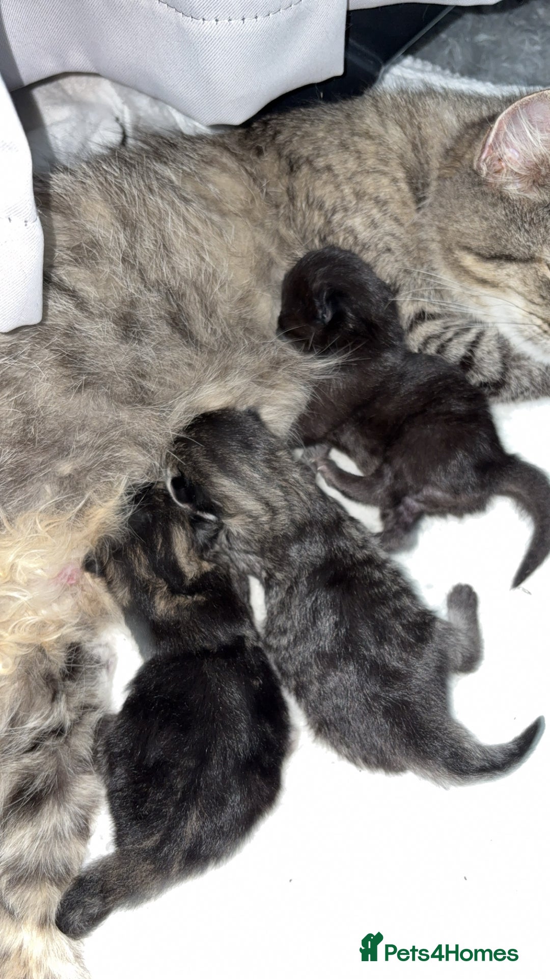 Mixed Breed cats for sale: Gorgeous kittens for sale  - Image 9