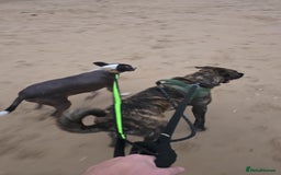 Mixed Breed dogs for sale: Looking for a new home for bear - Image 12