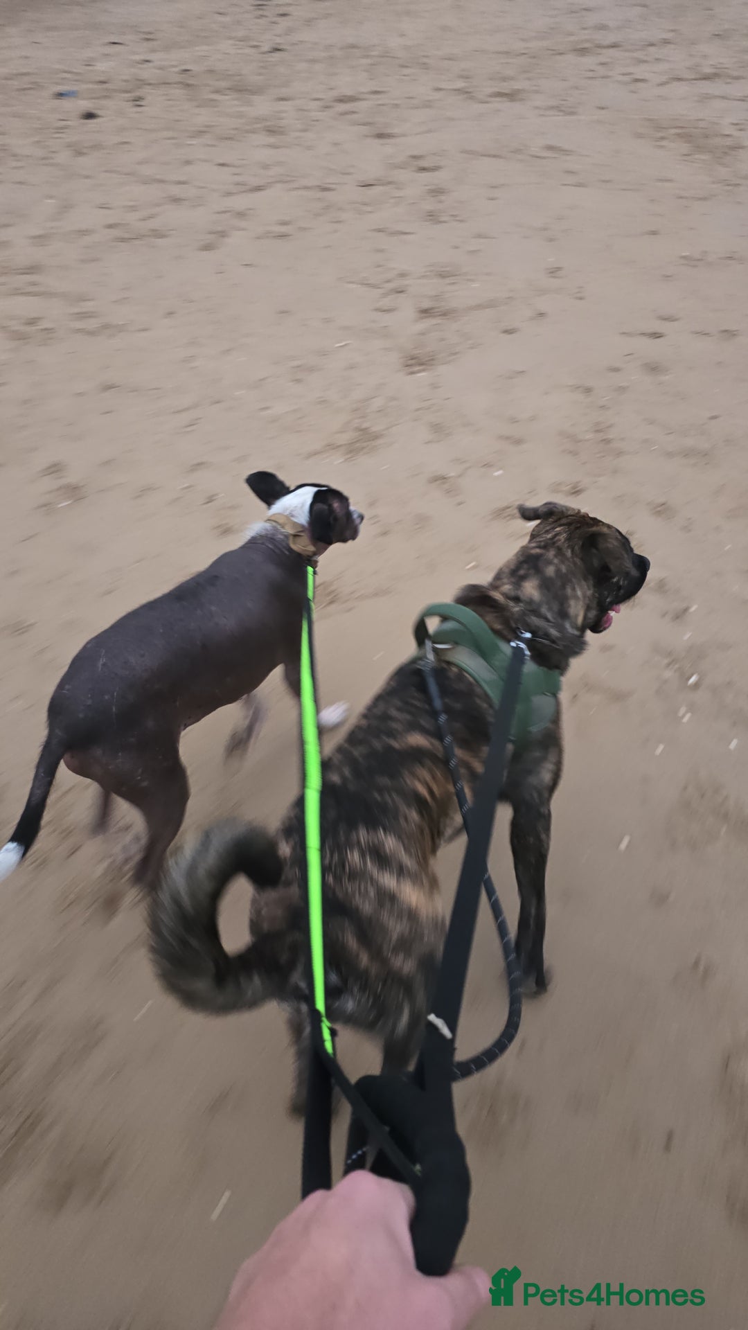 Mixed Breed dogs for sale: Looking for a new home for bear - Image 12