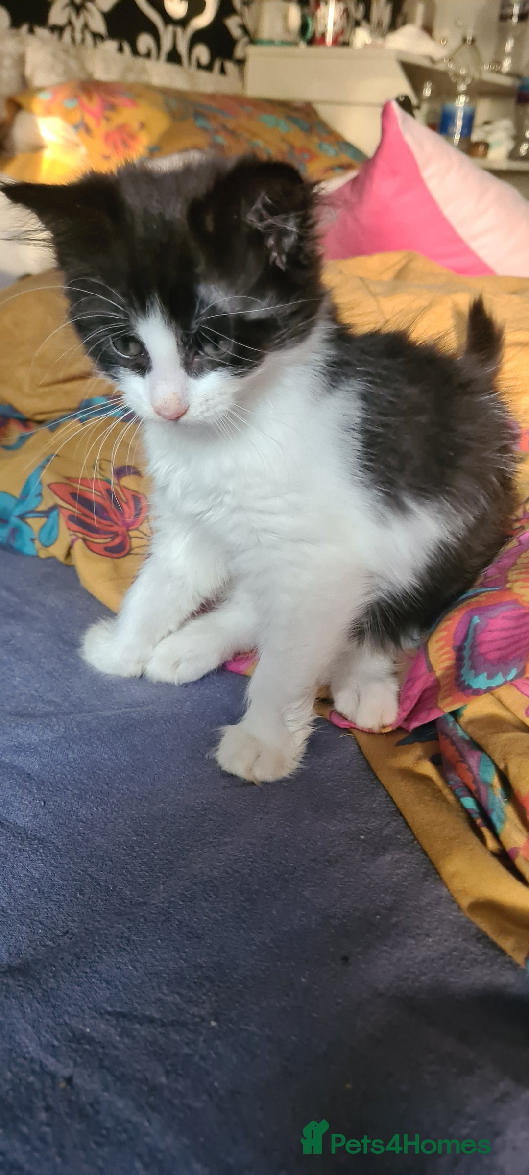 Maine Coon cats for sale: Beautiful Bonded Sisters - Image 21