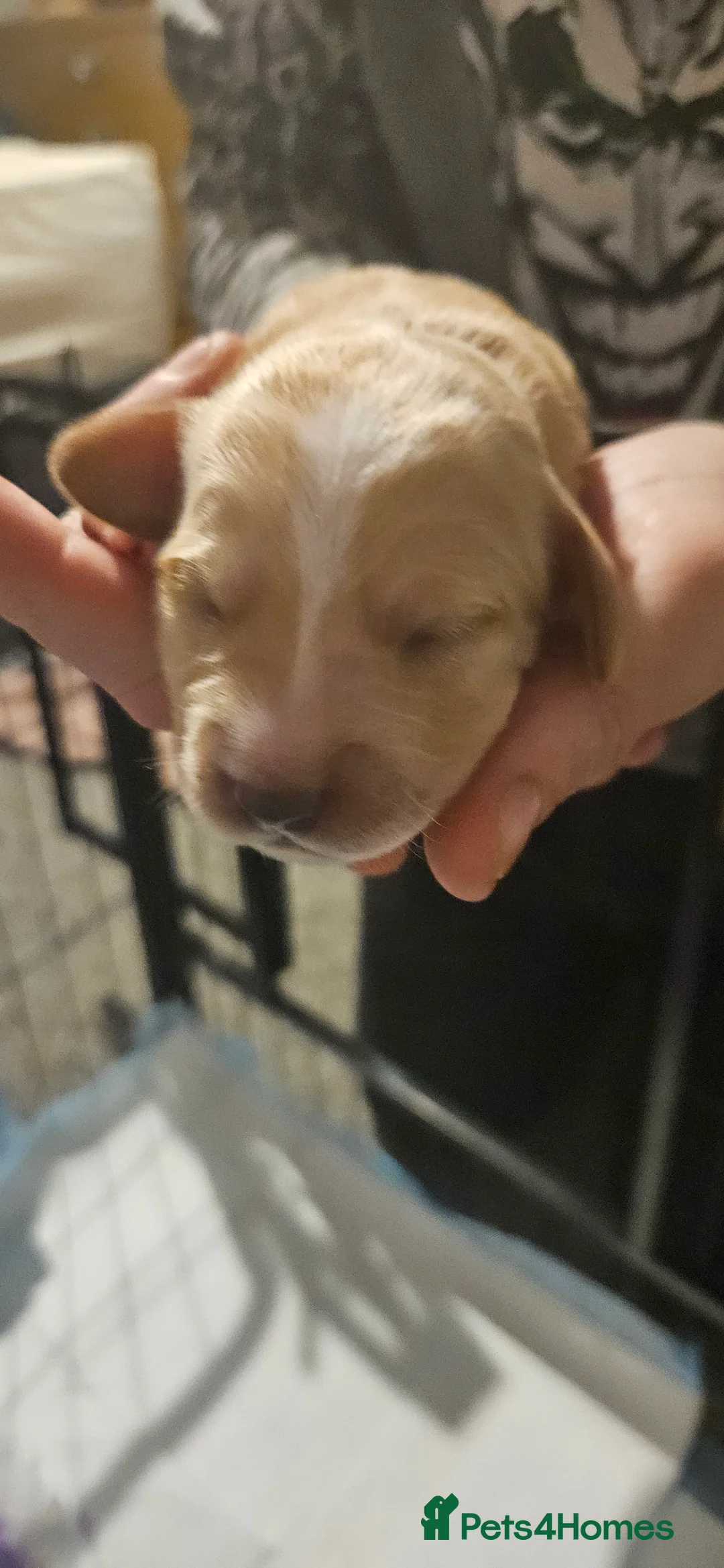 Mixed Breed dogs for sale: Daschund x Cocker Spaniel x Beagle - Advert 12