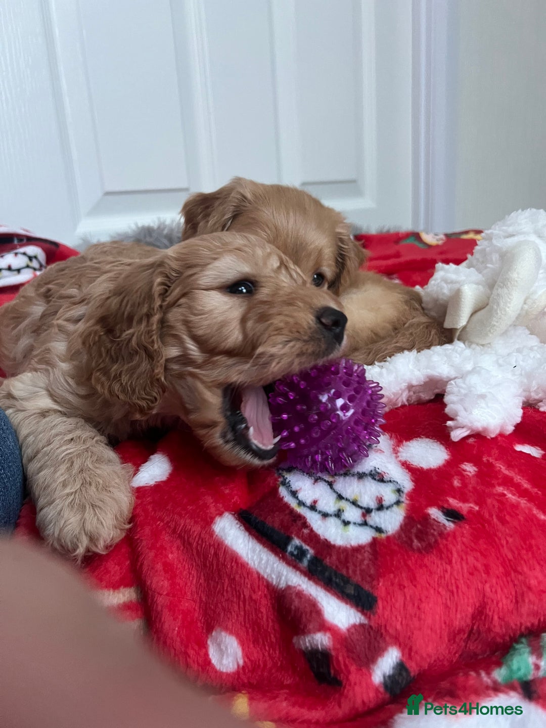 Cockapoo dogs for sale: Adorable beautiful f1 cockerpoo pups - Advert 6