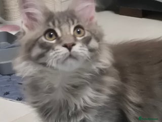 Maine Coon cats - Advert 2