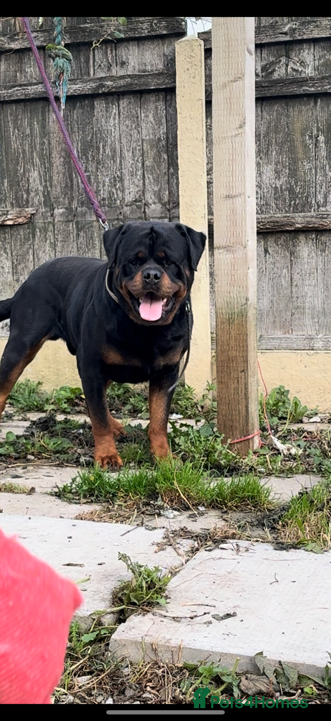 Rottweiler dogs for stud: Stunning KC registered fully health tested male   in Burnley - Advert 6