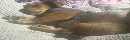 Jackshund dogs for sale: Playful and energetic in Cardiff - Advert 3