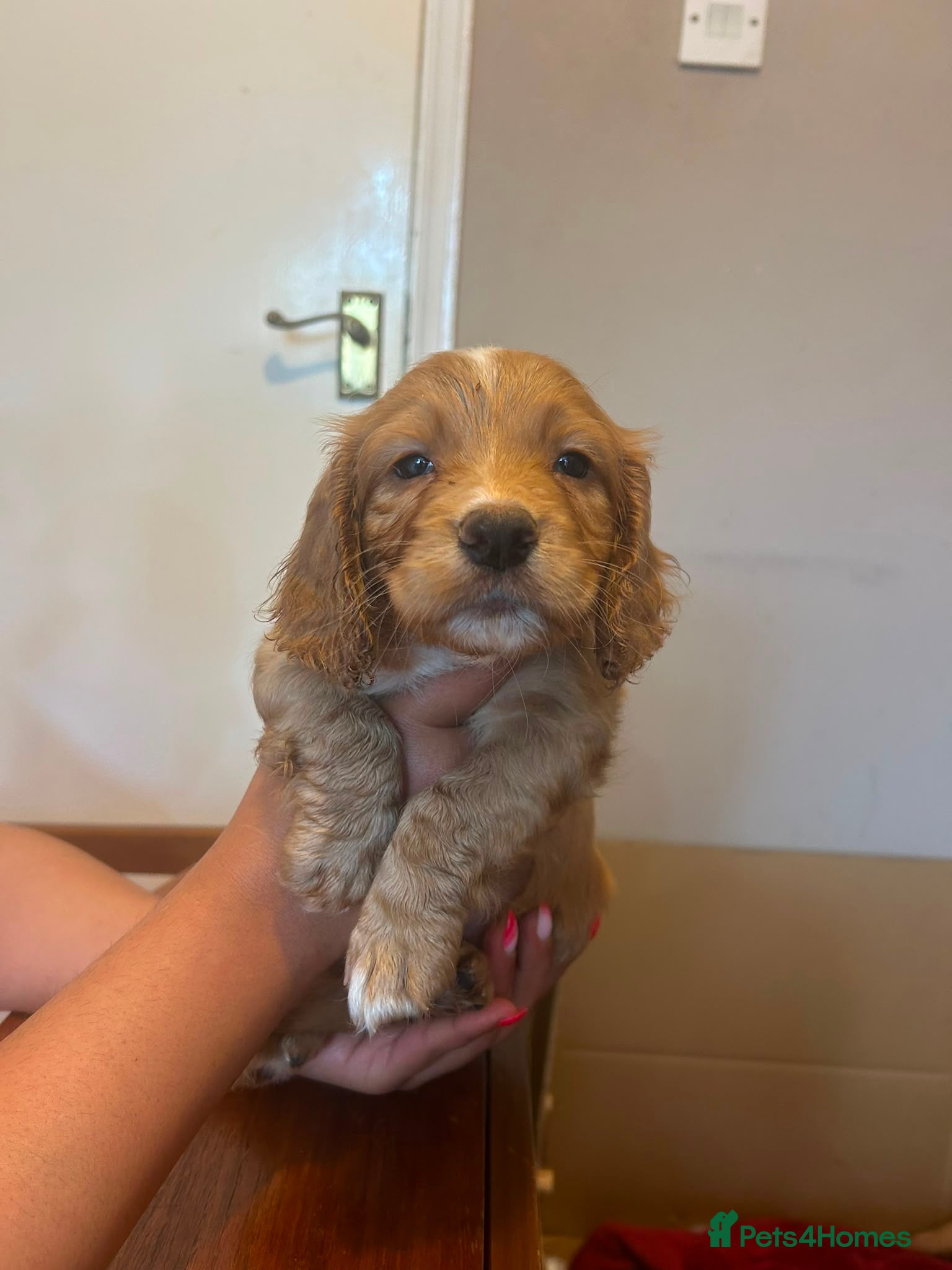 Mixed Breed dogs for sale: Adorable Family Raised Puppies Looking for Homes - Advert 9