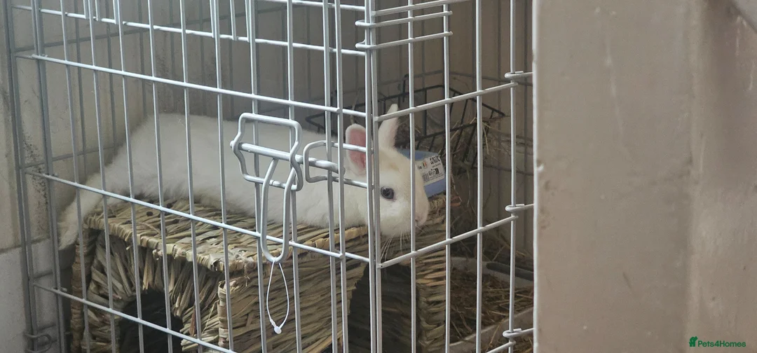 Netherland Dwarf rabbits for sale: Netherland dwarf rabbit  in Gravesend - Advert 2