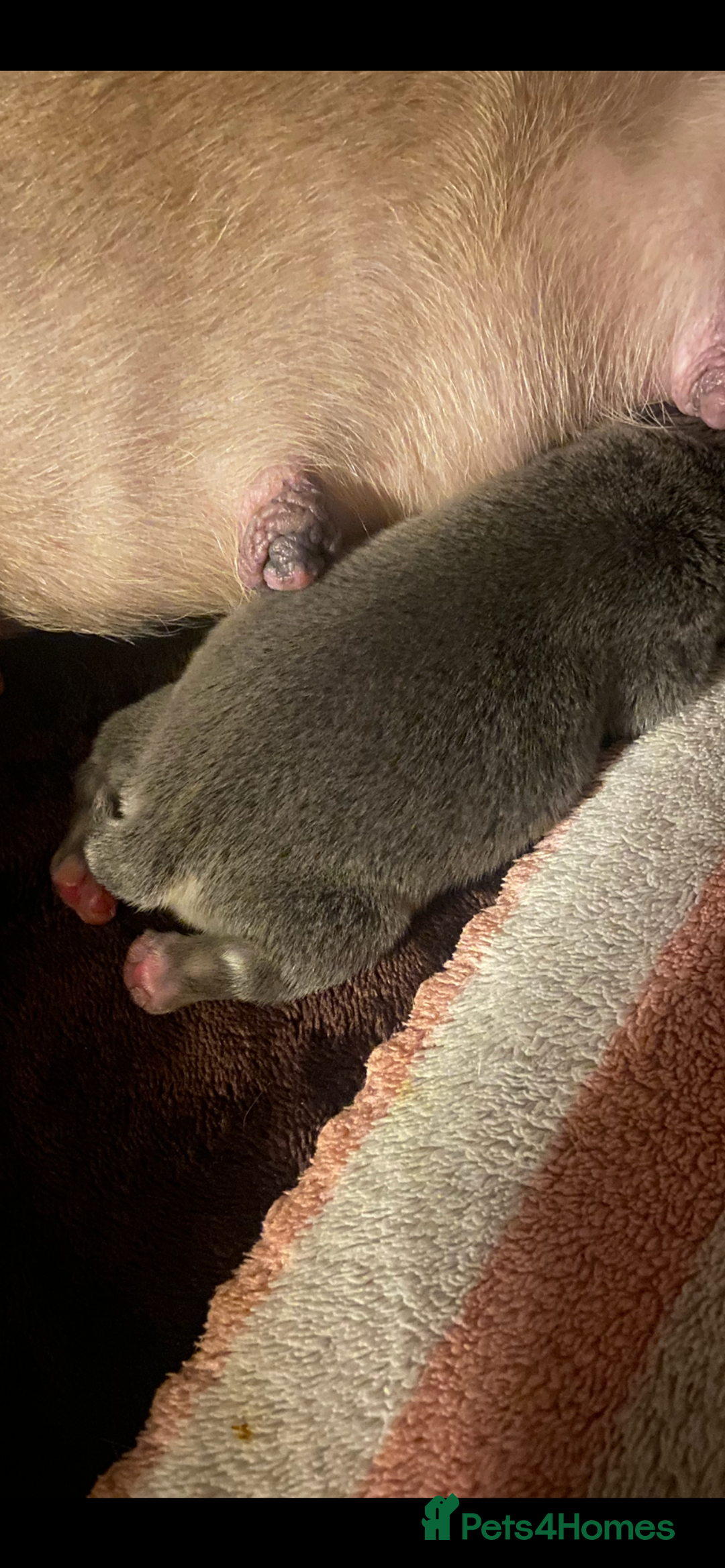 Mixed Breed dogs for sale: French bulldog/English bulldog - Advert 31