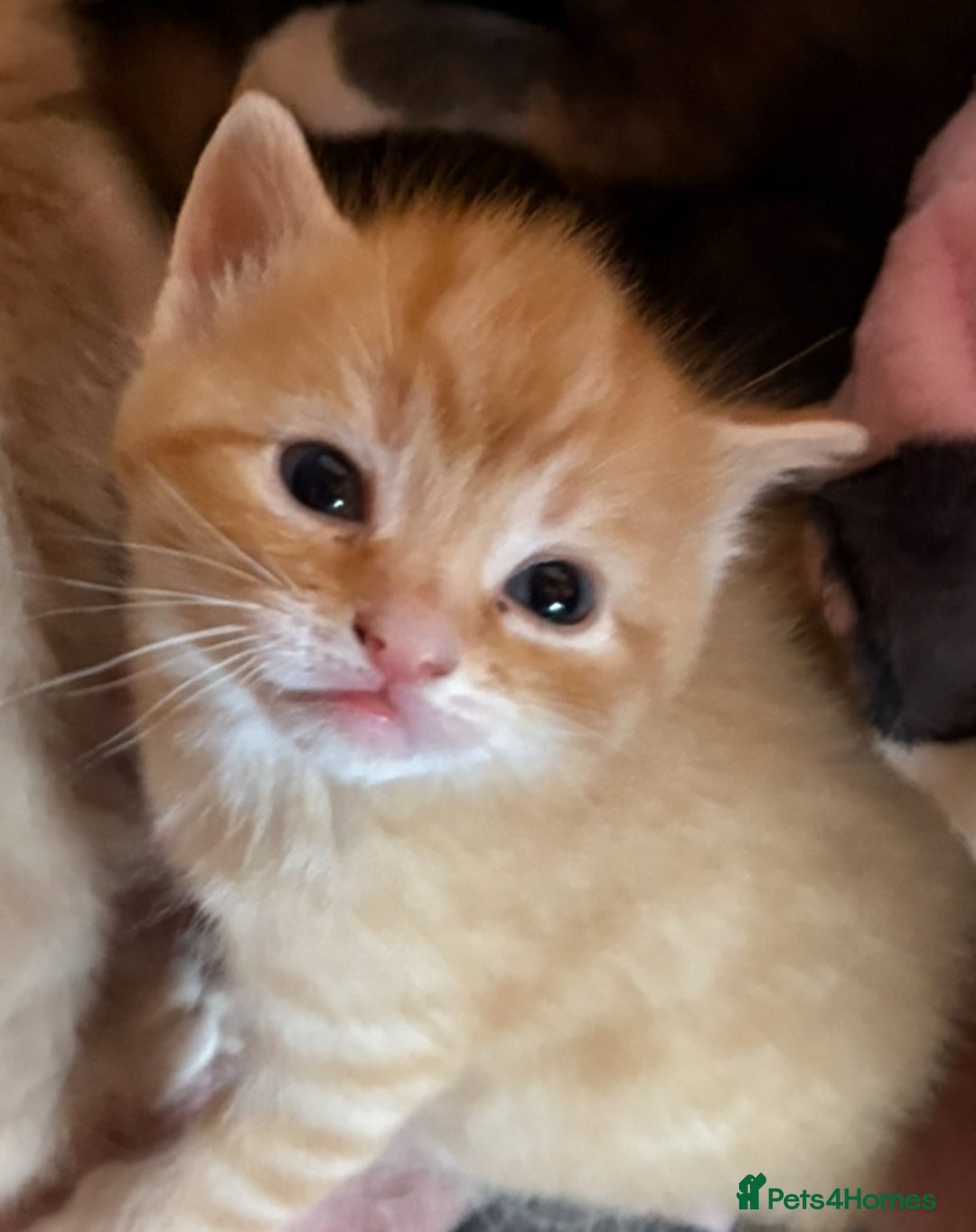 Mixed Breed cats for sale: Beautiful family kittens - Advert 7