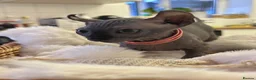 Sphynx cats for sale: Five beautiful girls for sale  in Warrington - Advert 1