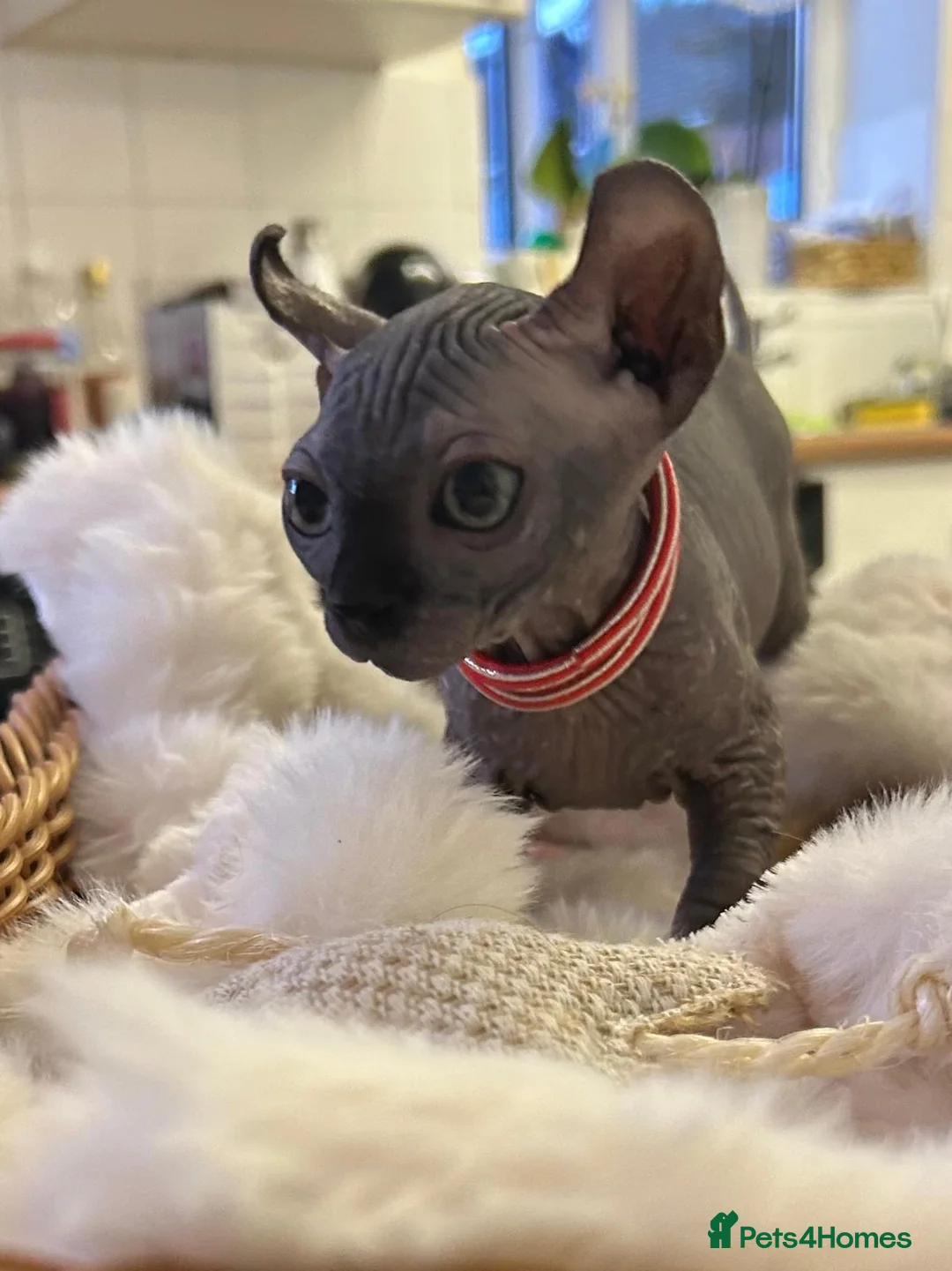 Sphynx cats for sale: Five beautiful girls for sale  in Warrington - Advert 1