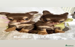 Chihuahua dogs for sale: Gorgeous chocolate Russian lines boy - Image 10