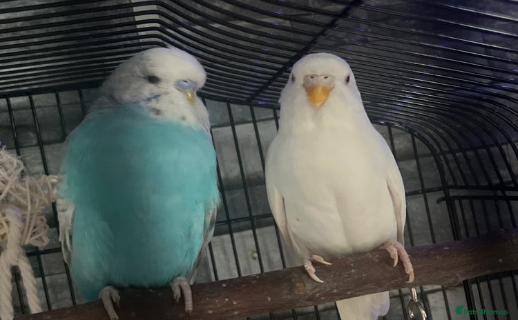 Budgerigars birds - Advert 2