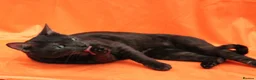 Bengal cats for sale: Retired bengal black smoke  - Advert 4