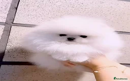 Pomeranian dogs for sale: Purebred tiny Pomeranian puppies available - Image 1