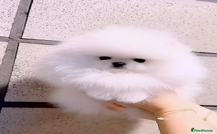 Pomeranian dogs - Advert 1
