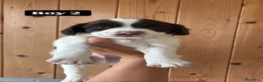 English Springer Spaniel Puppy 4